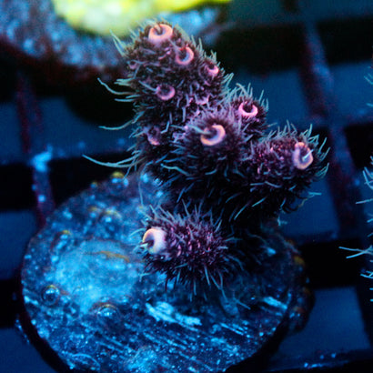JC Hyacinth Acro