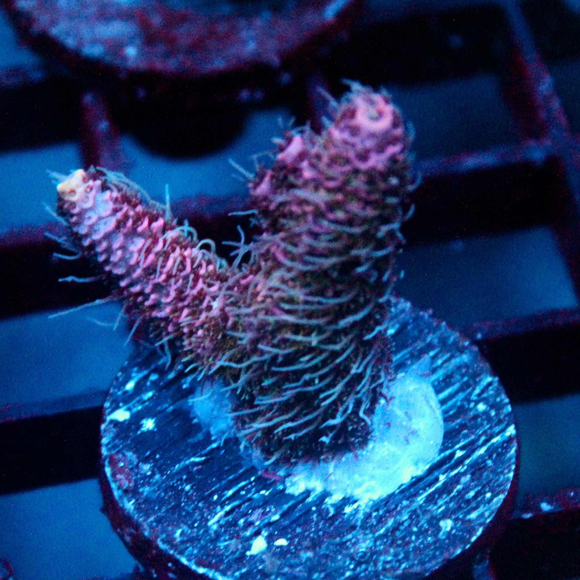 JC Enchantress Acro