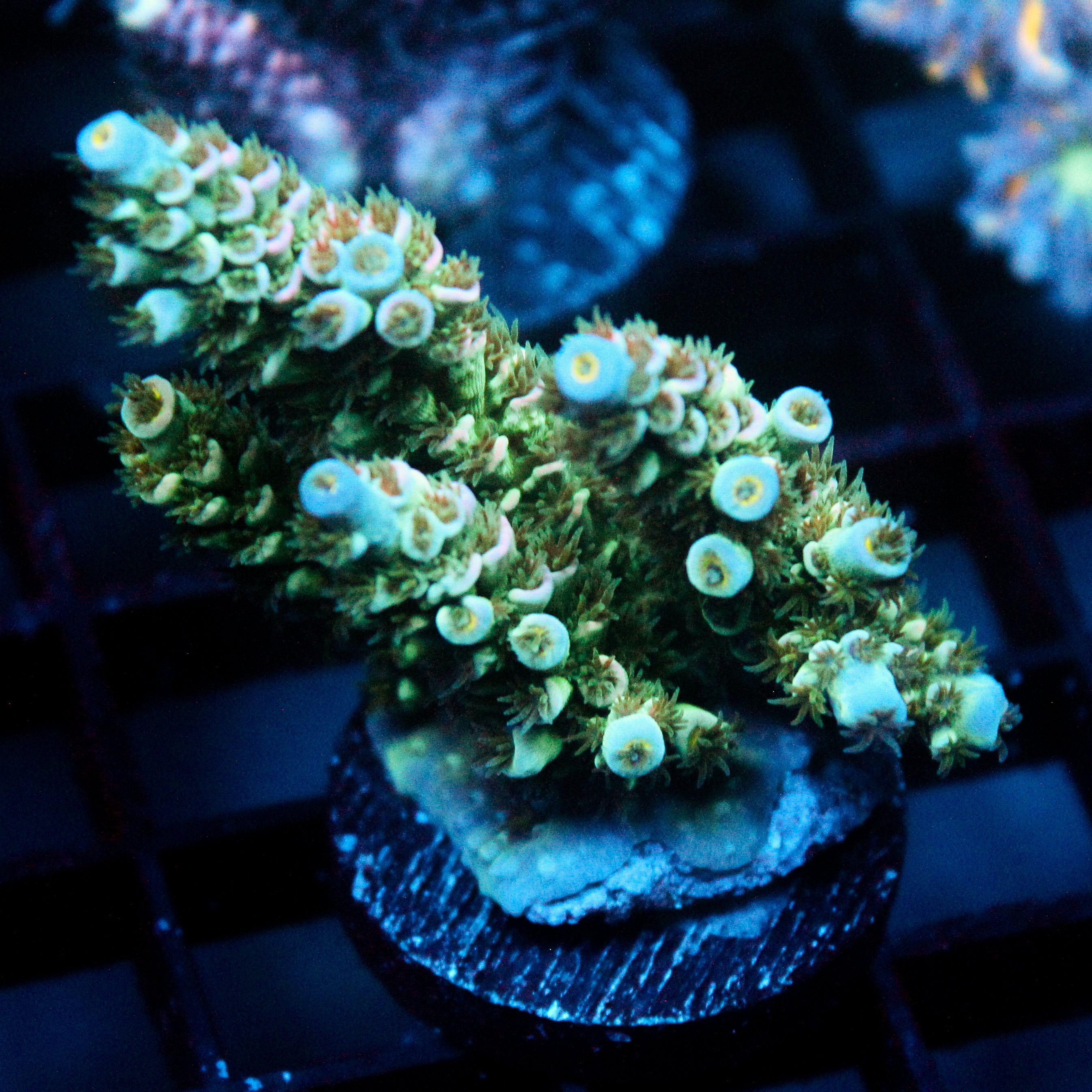 JC Green Demon Acro