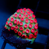 JC Evil Swarm Cyphastrea