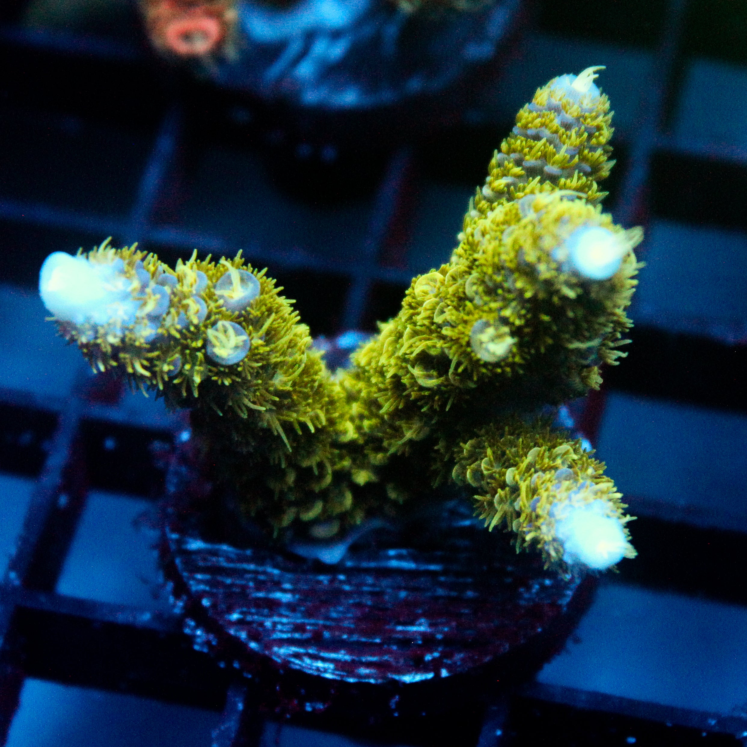 JC Abominable Acro
