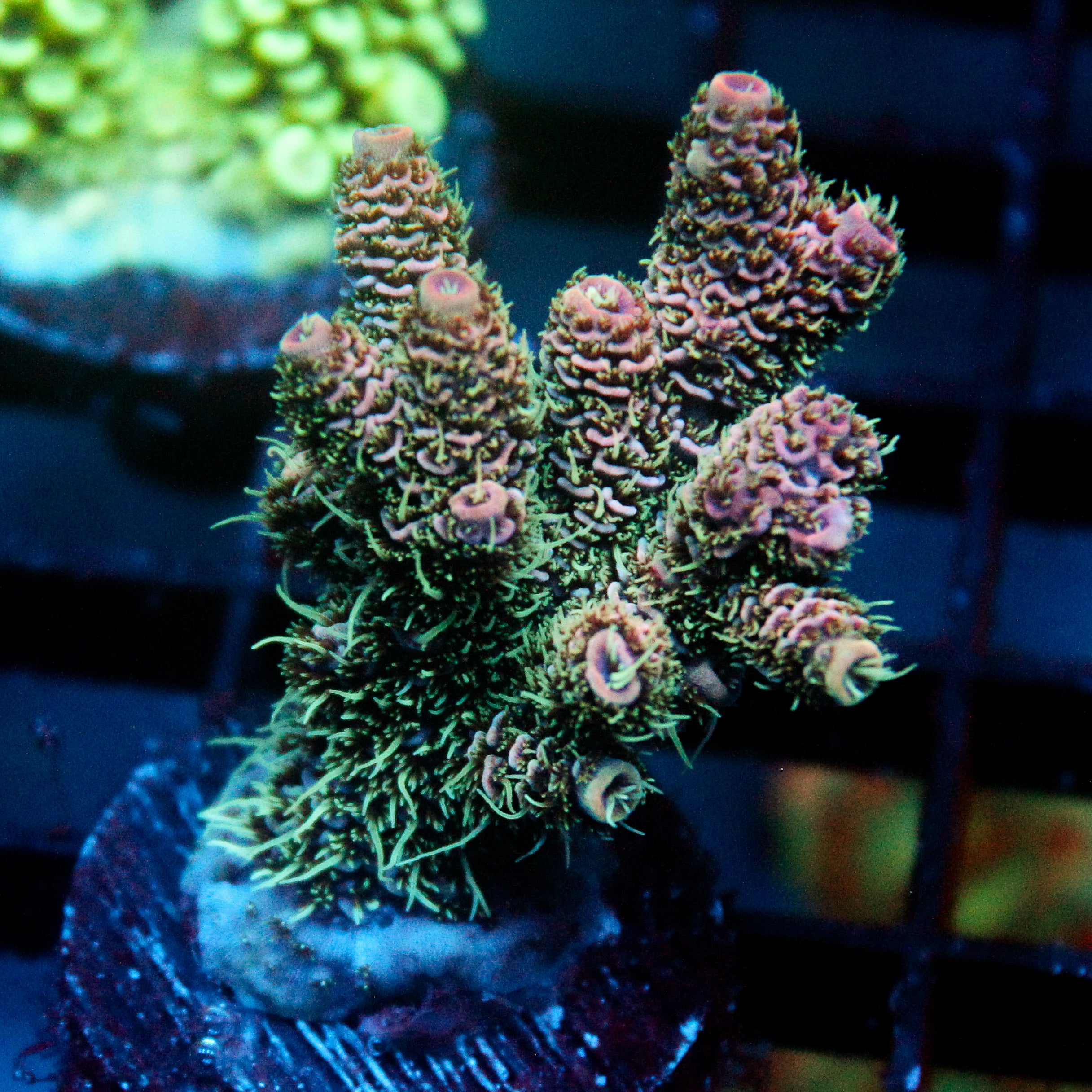 JC Forest Acro