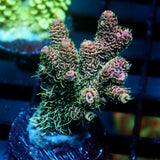 JC Forest Acro