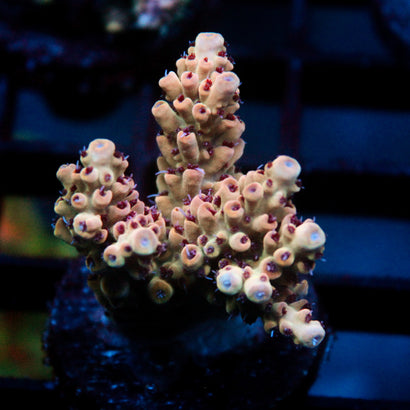 JC Pink Whisper Acro