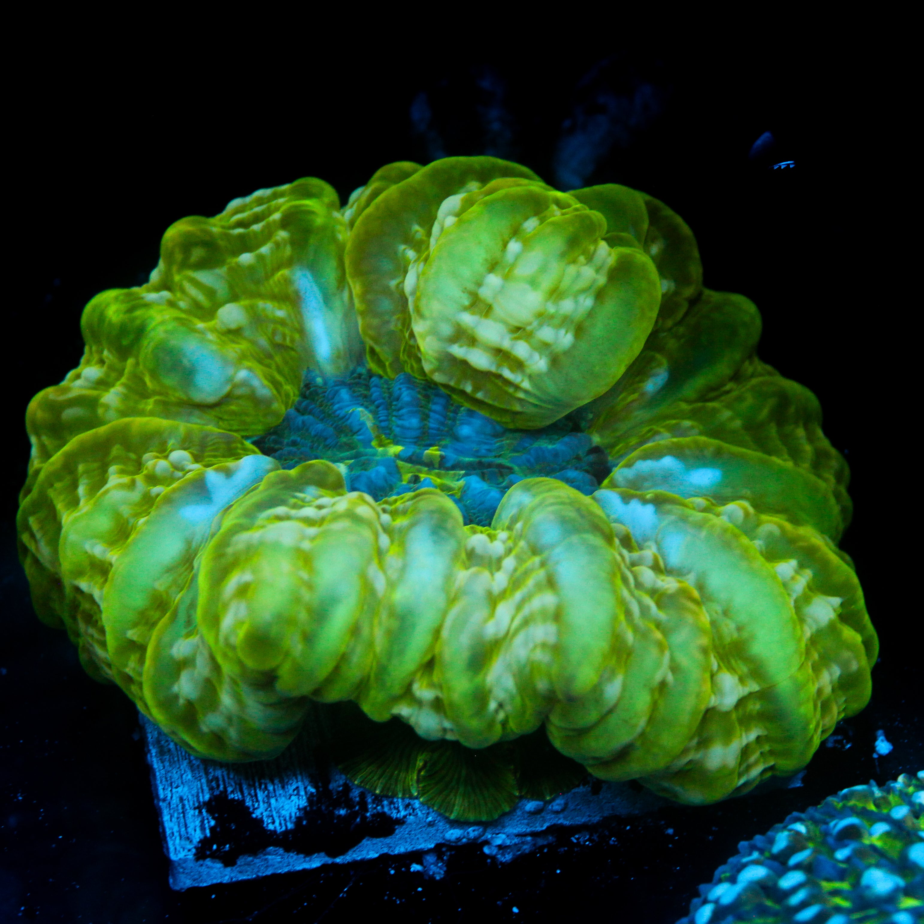 JC Electric Slime Cynarina