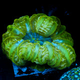 JC Electric Slime Cynarina