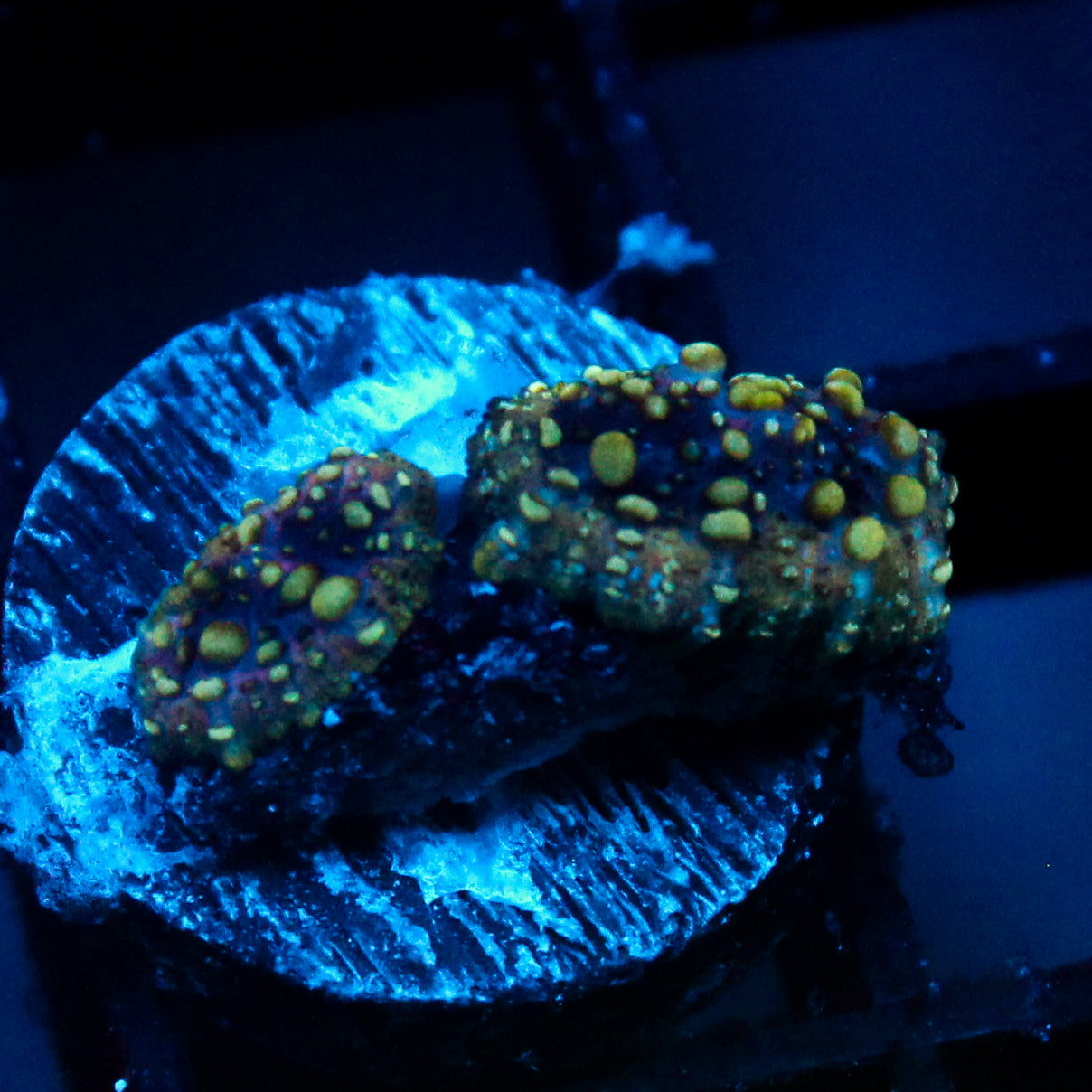 JC Lava Lamp Discosoma