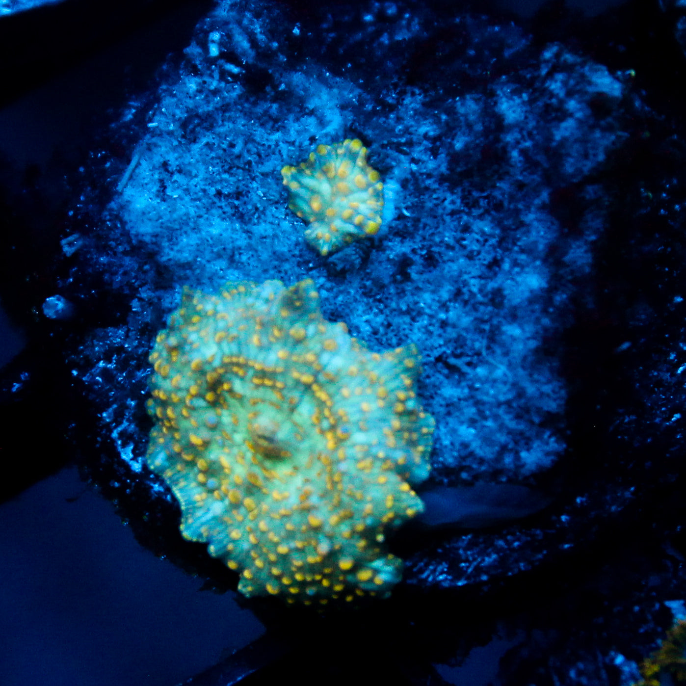 JC Firefly Discosoma