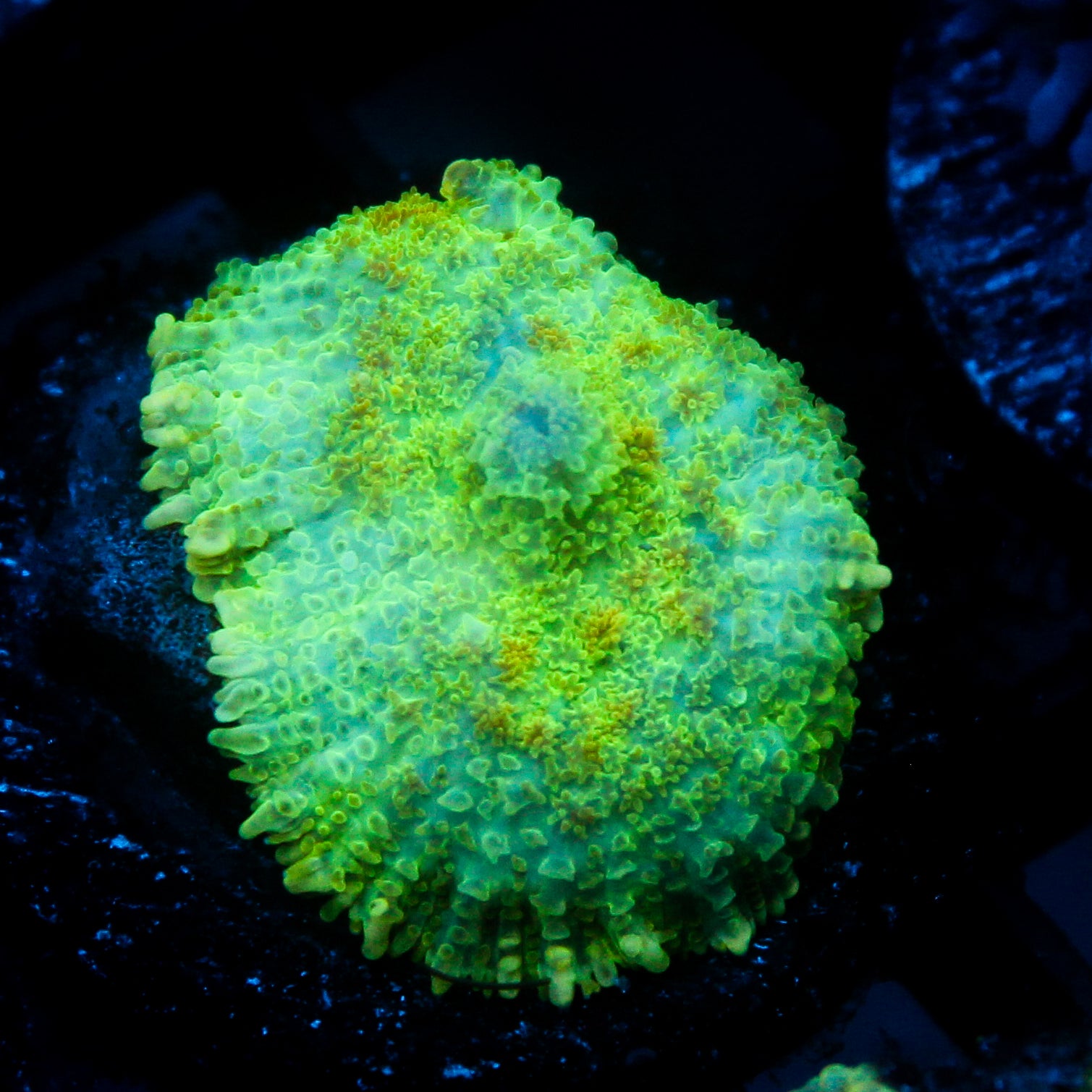 JC Lush Mesa Rhodactis