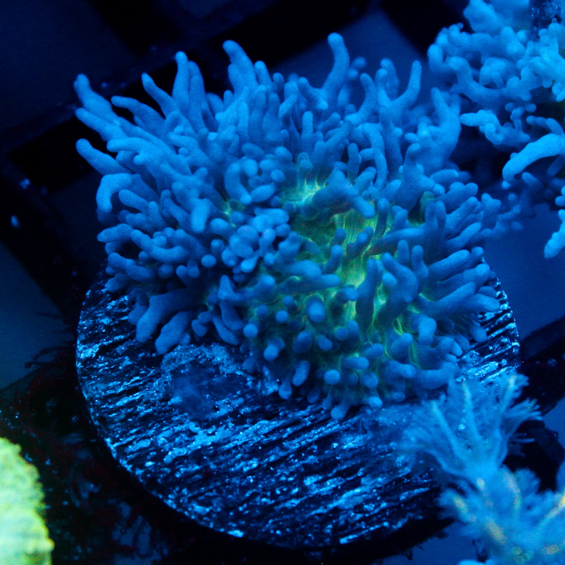 JC Fuzzy Mushroom