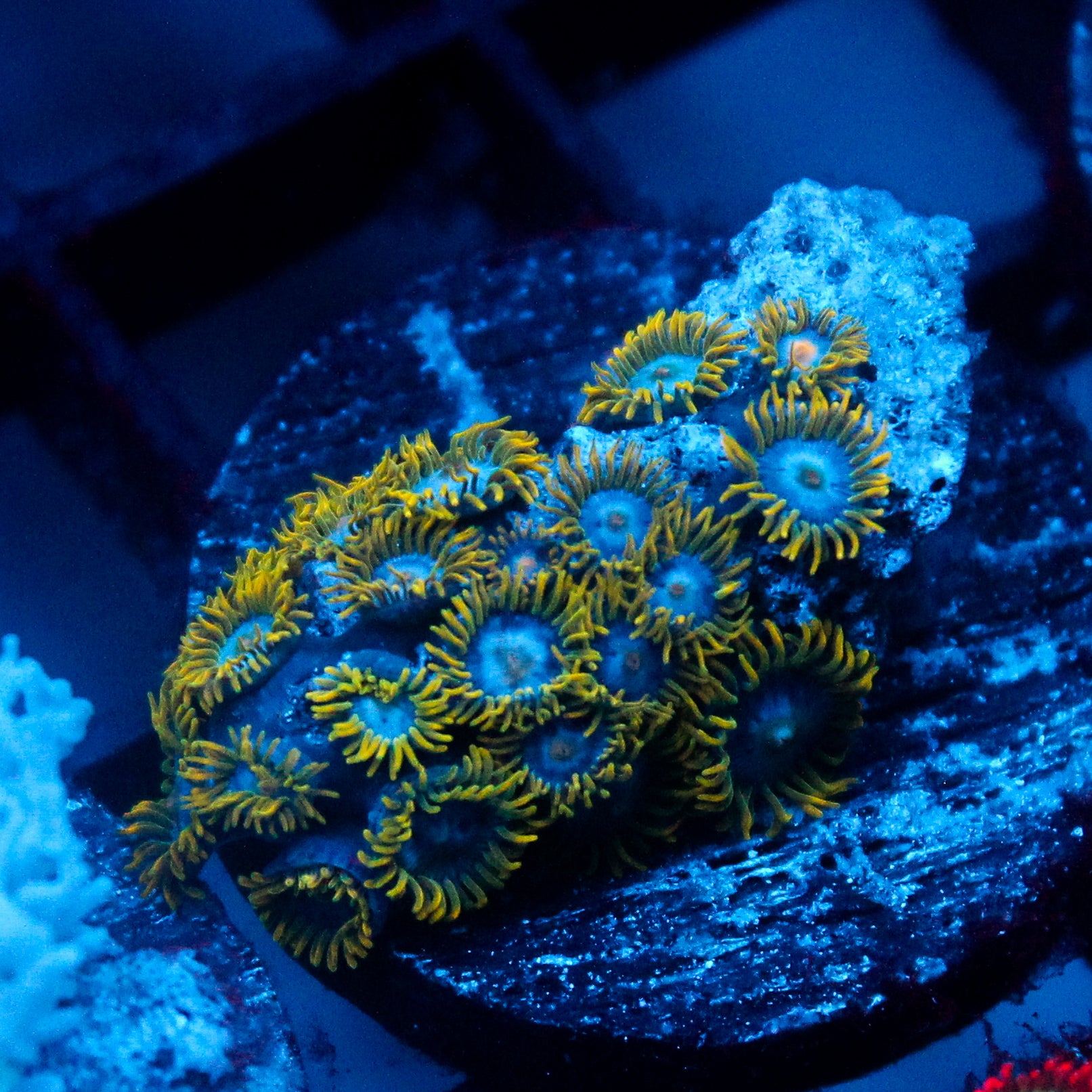 JC Gold Gobbler Zoanthid