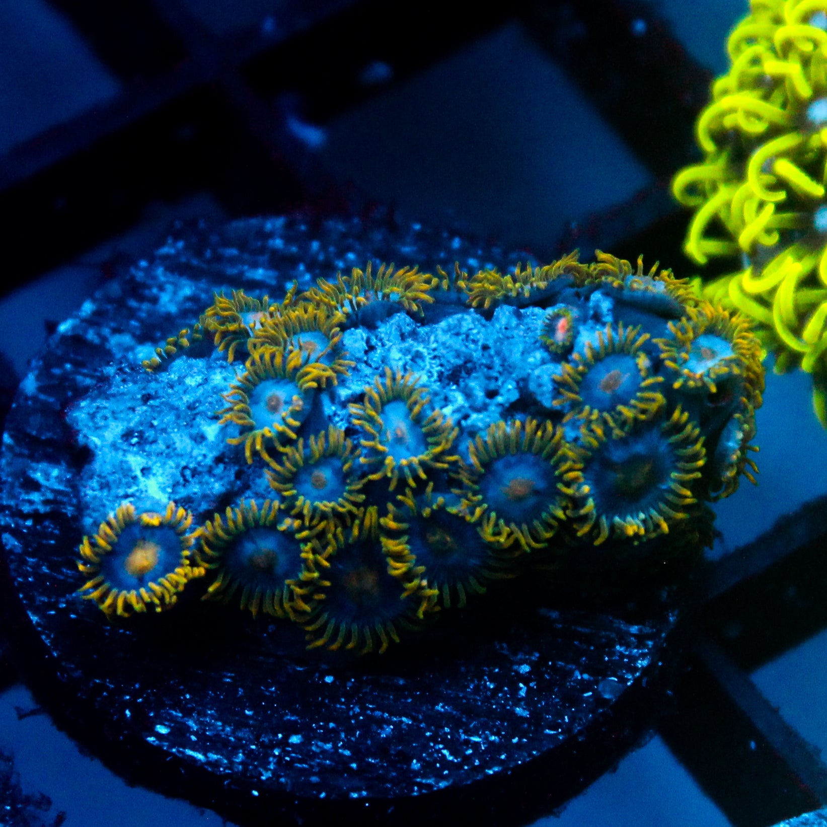 JC Gold Gobbler Zoanthid