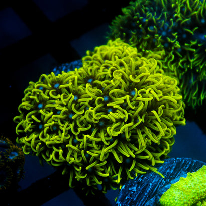 JC Lime Wire Gsp