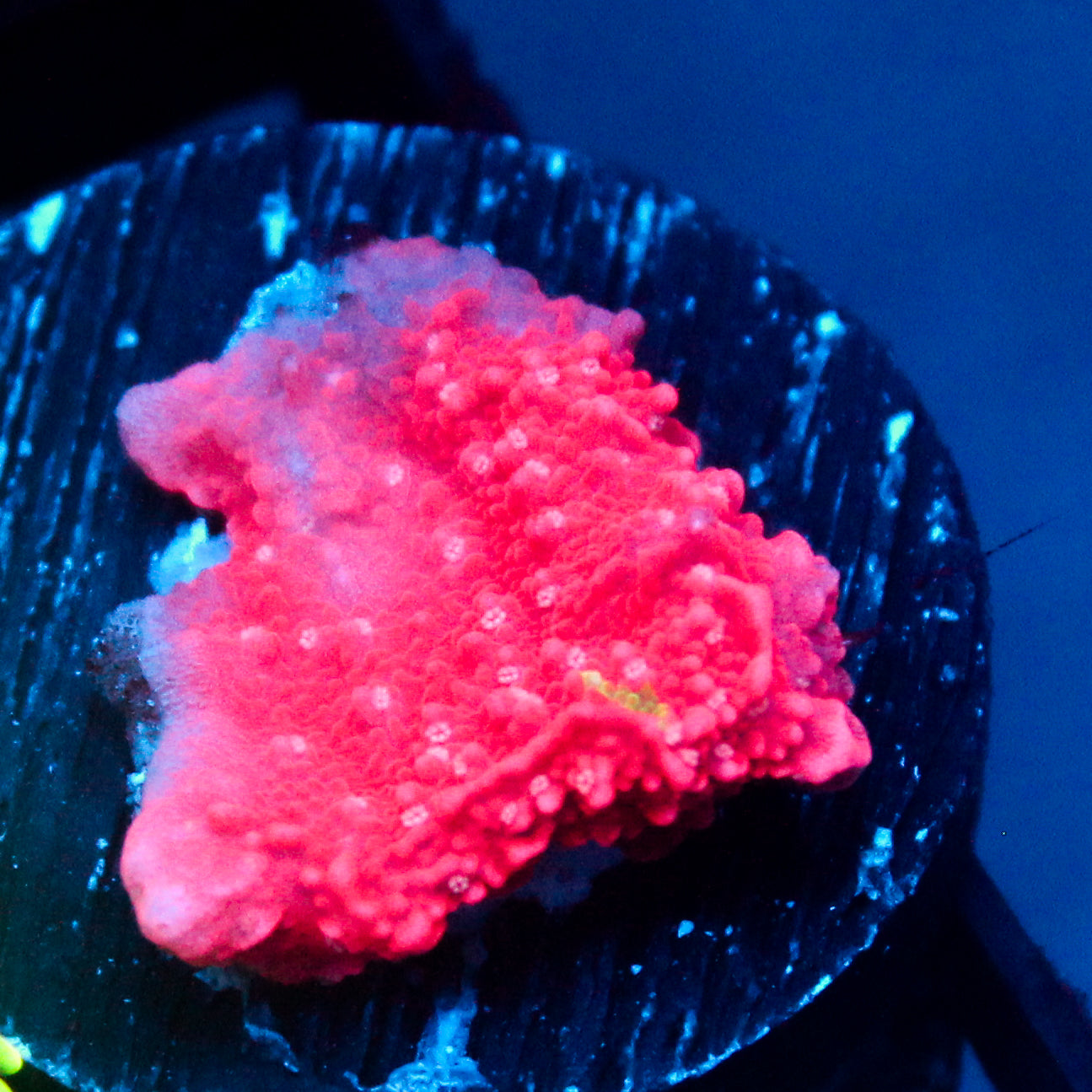 JC Pink Wave Cap Monti