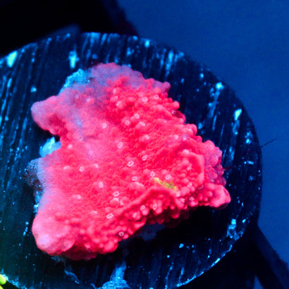 JC Pink Wave Cap Monti