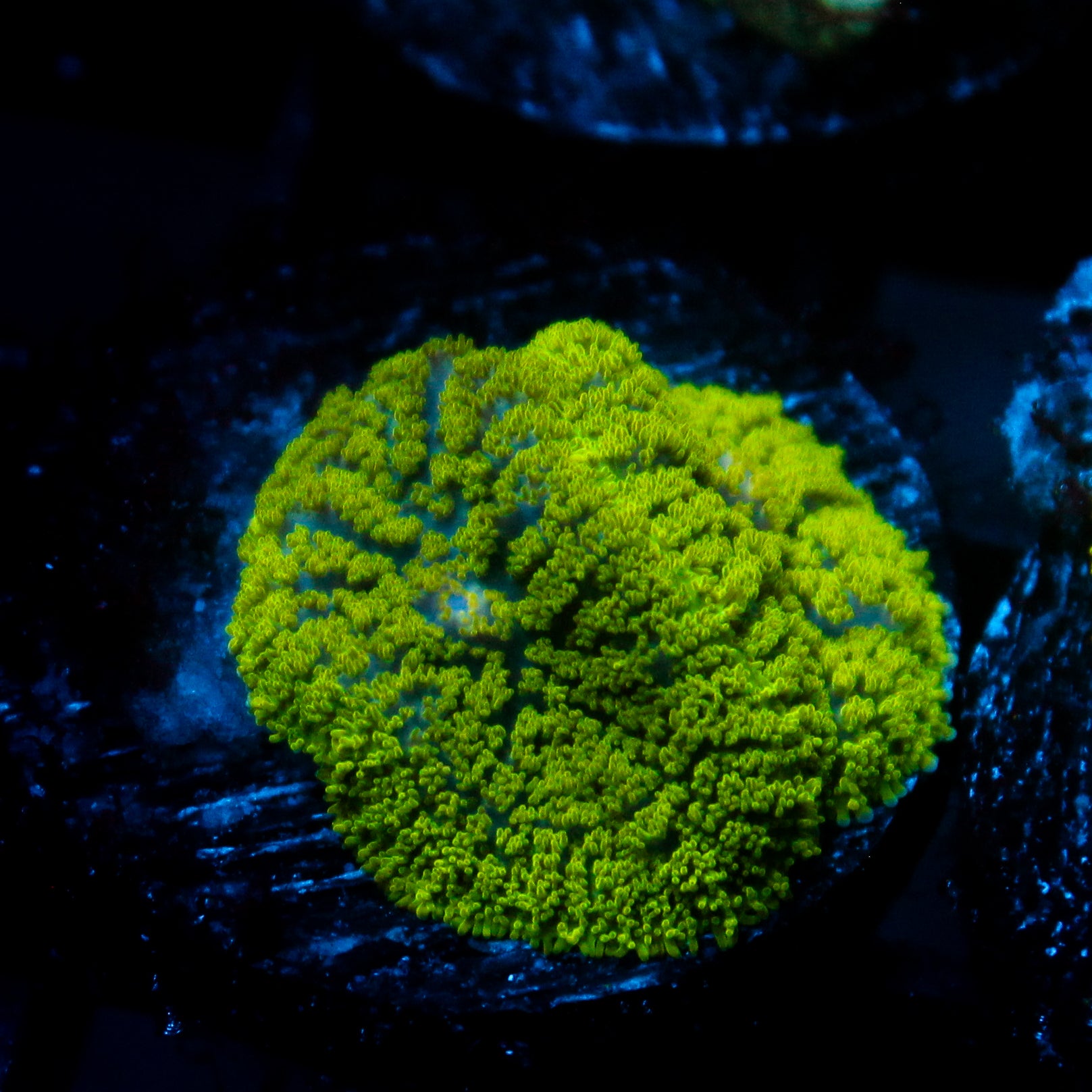 JC Neon Green Rhodactis