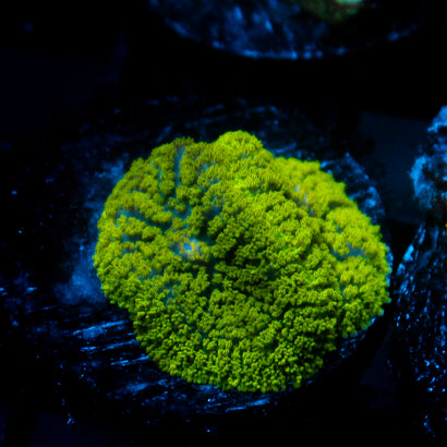 JC Neon Green Rhodactis