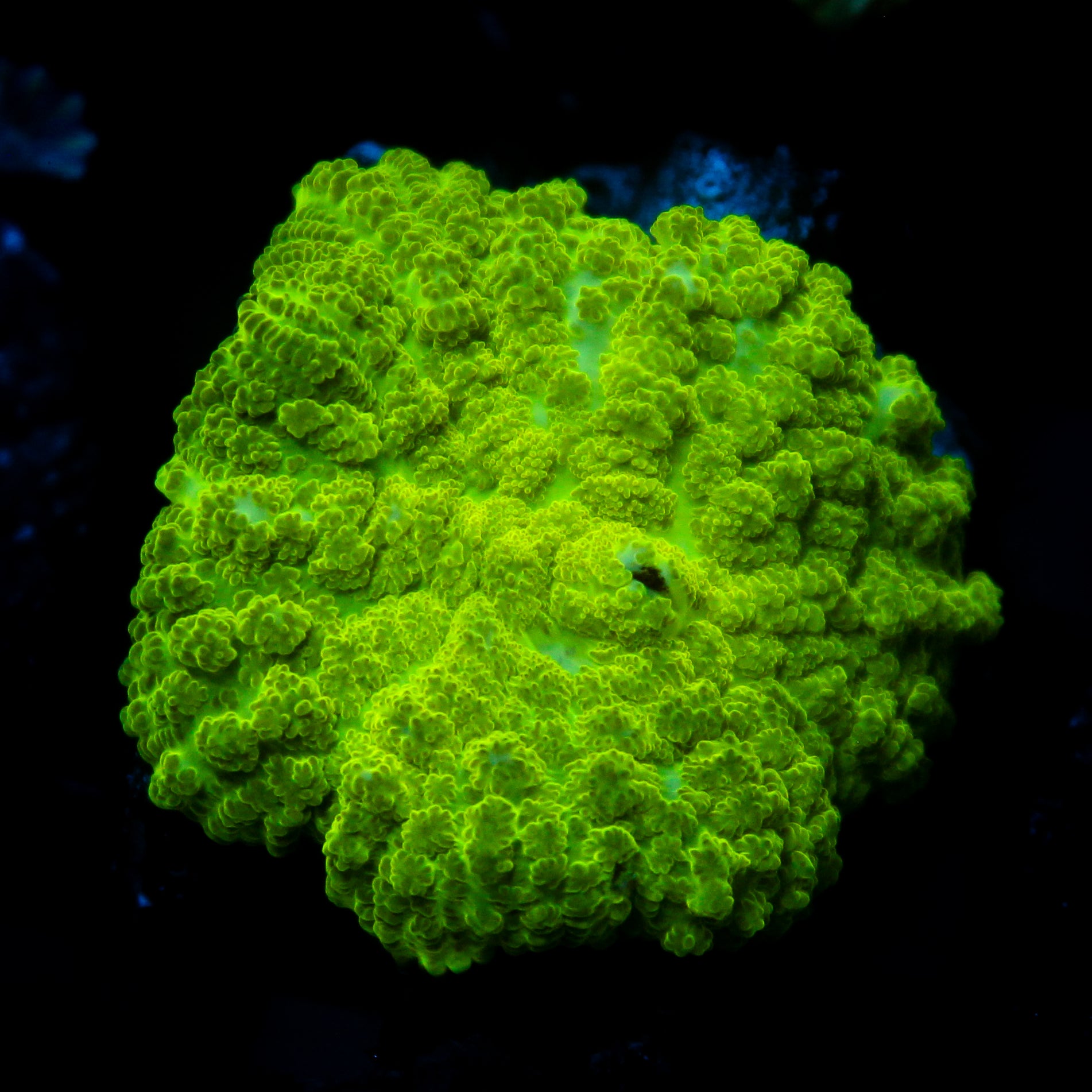 JC Kryptonite Rhodactis