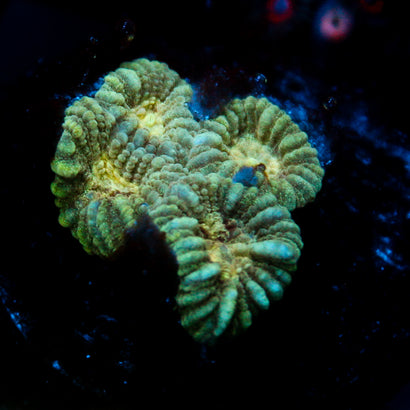 JC Night Life Favia