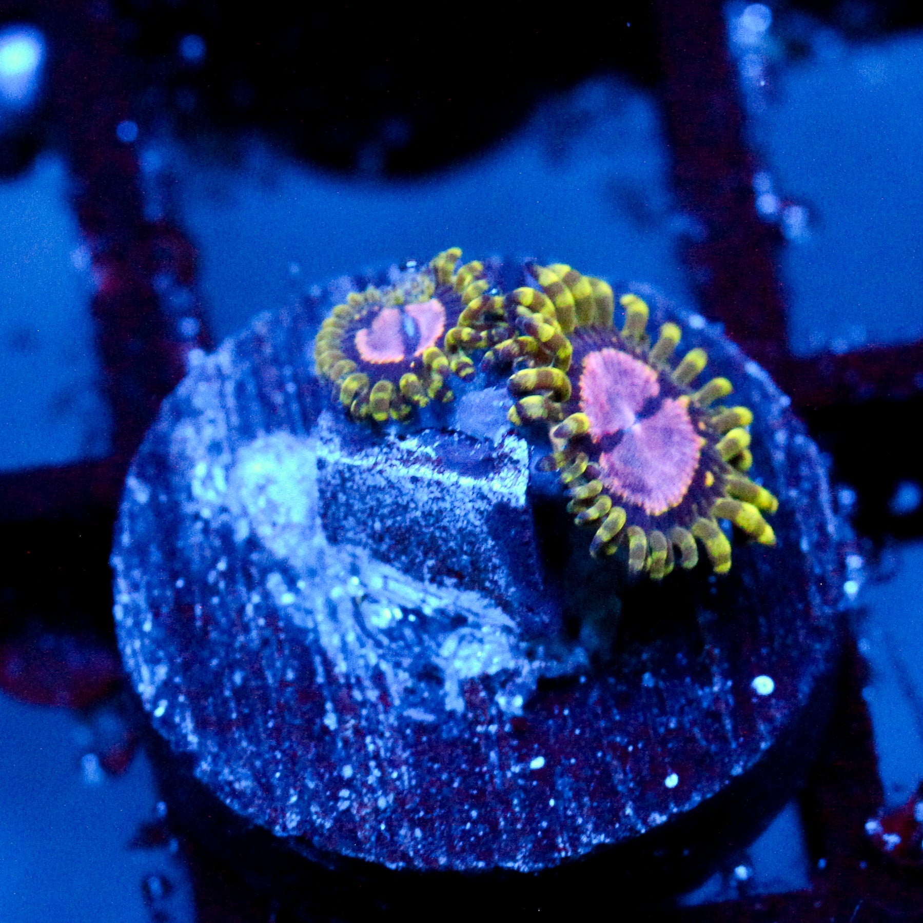 JC Purple Monster Zoanthid