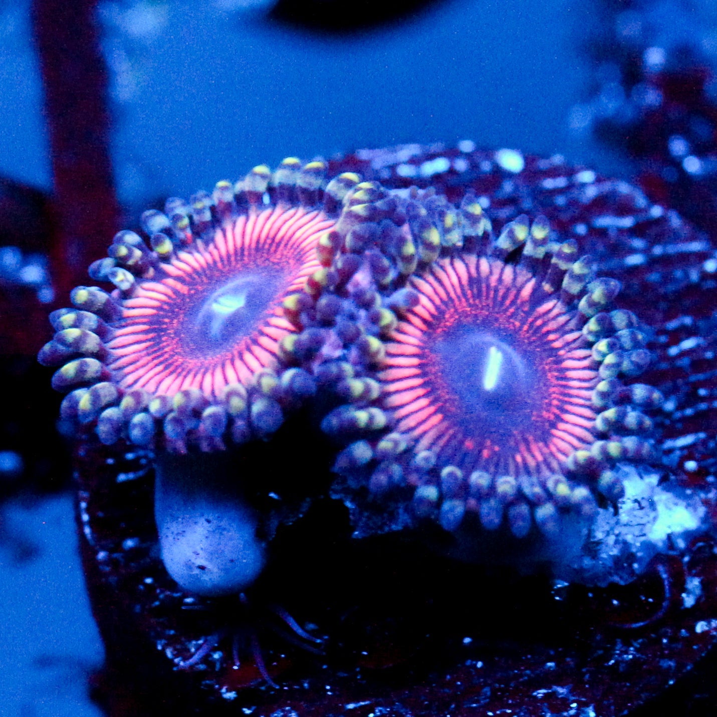 JC Extravaganza Zoanthid