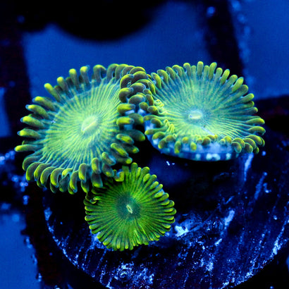 JC Lady Liberty Zoanthid