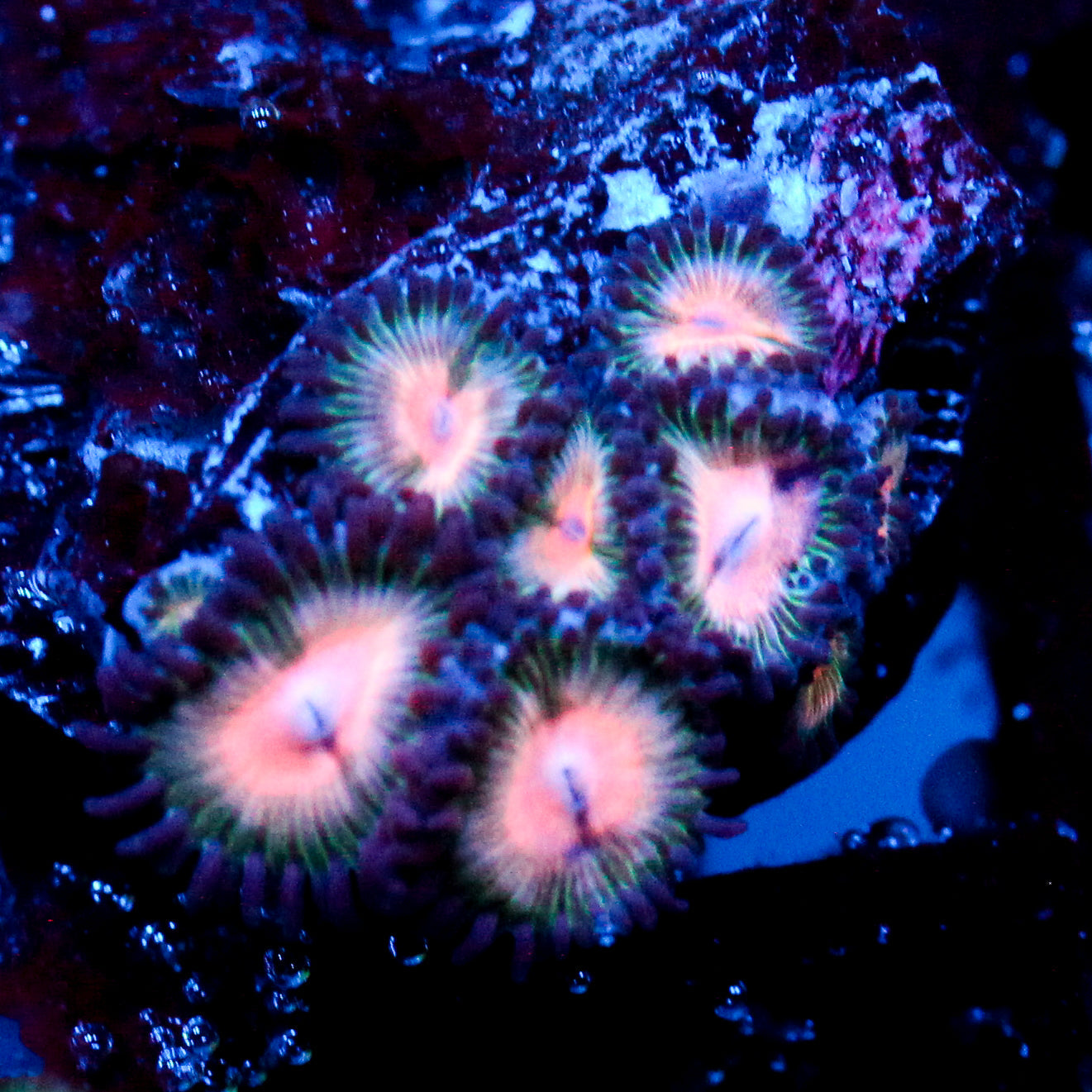 JC Peach Bellini Zoanthid