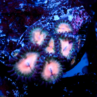 JC Peach Bellini Zoanthid