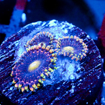 JC Bozos Birthday Zoanthid