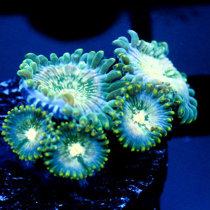 JC Hawaiian Ding Dang Zoanthid