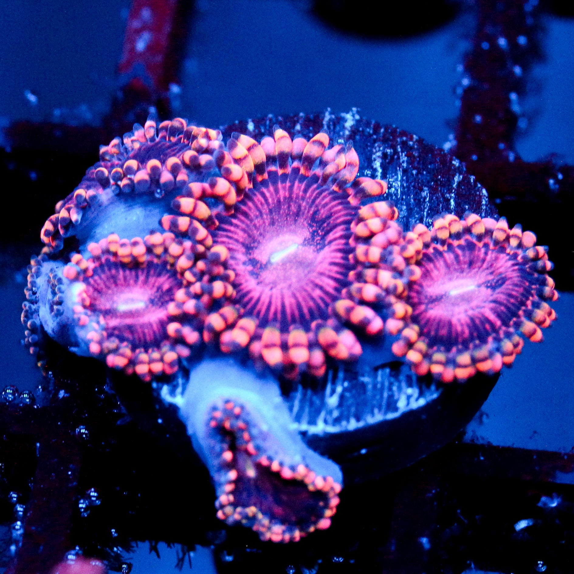 JC Purple Empress Zoanthid