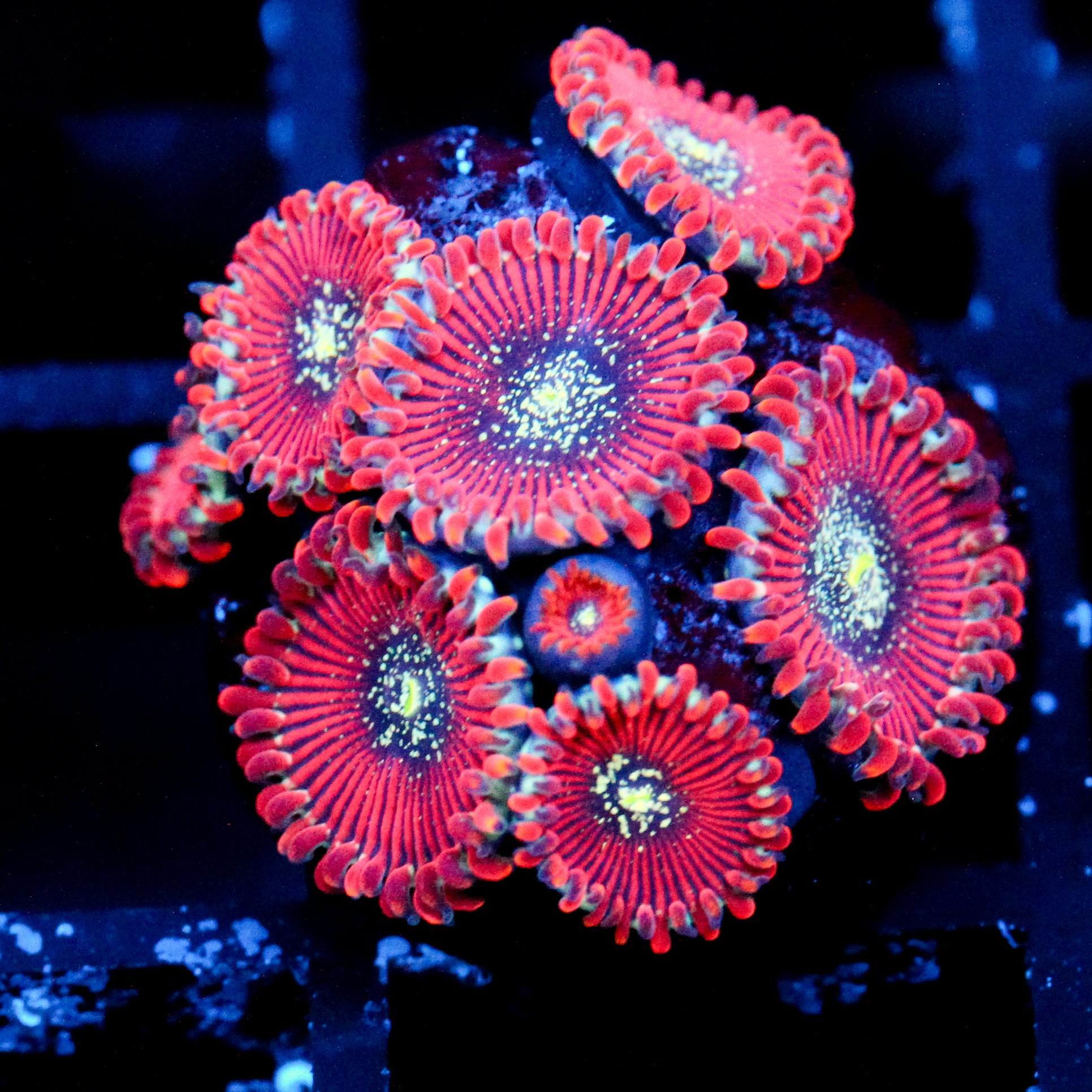 JC Magician's Zoanthid