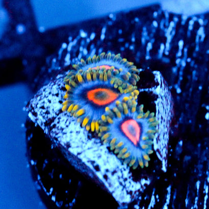 JC Ultra Gold Burn Zoanthid