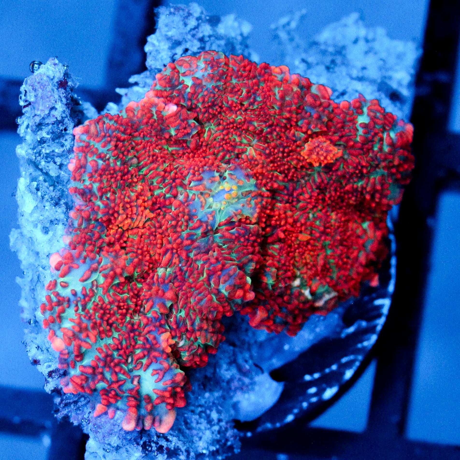 JC Head Rush Rhodactis