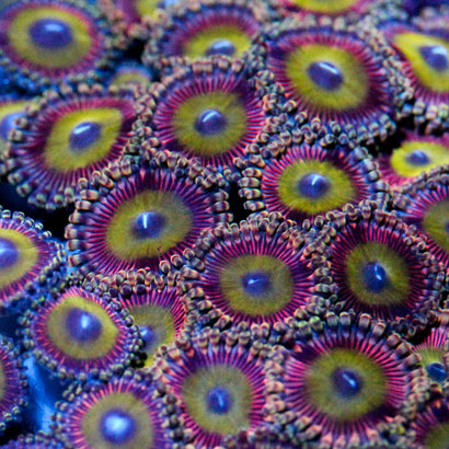 JC Candy Man Zoanthid