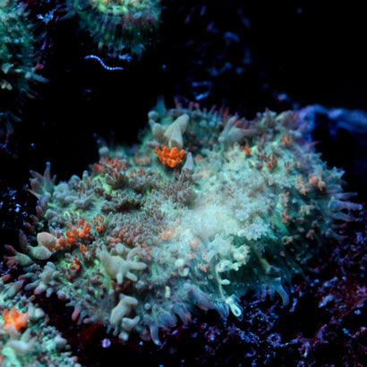 JC Bouncy Flames Mushroom