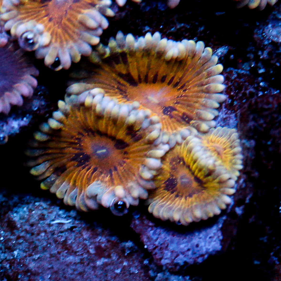 JC Gold Fringe Zoanthid