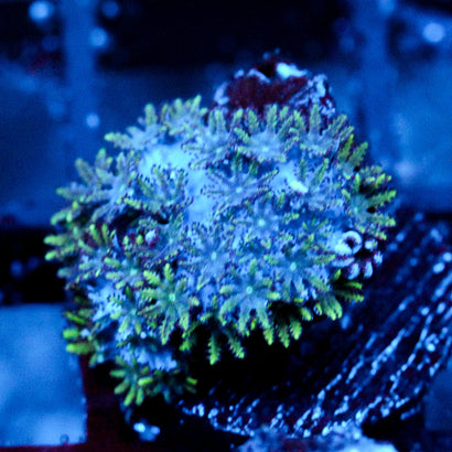 JC Sympodium Coral