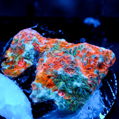 JC Citrus Dream chalice