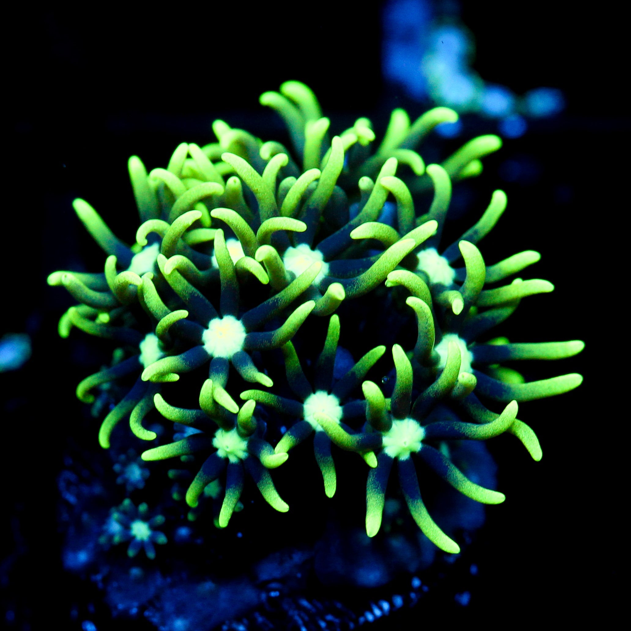 JC GSP