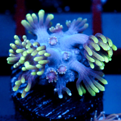 JC Alien Abduction Goni