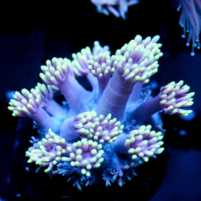 JC Neon Aura Goni