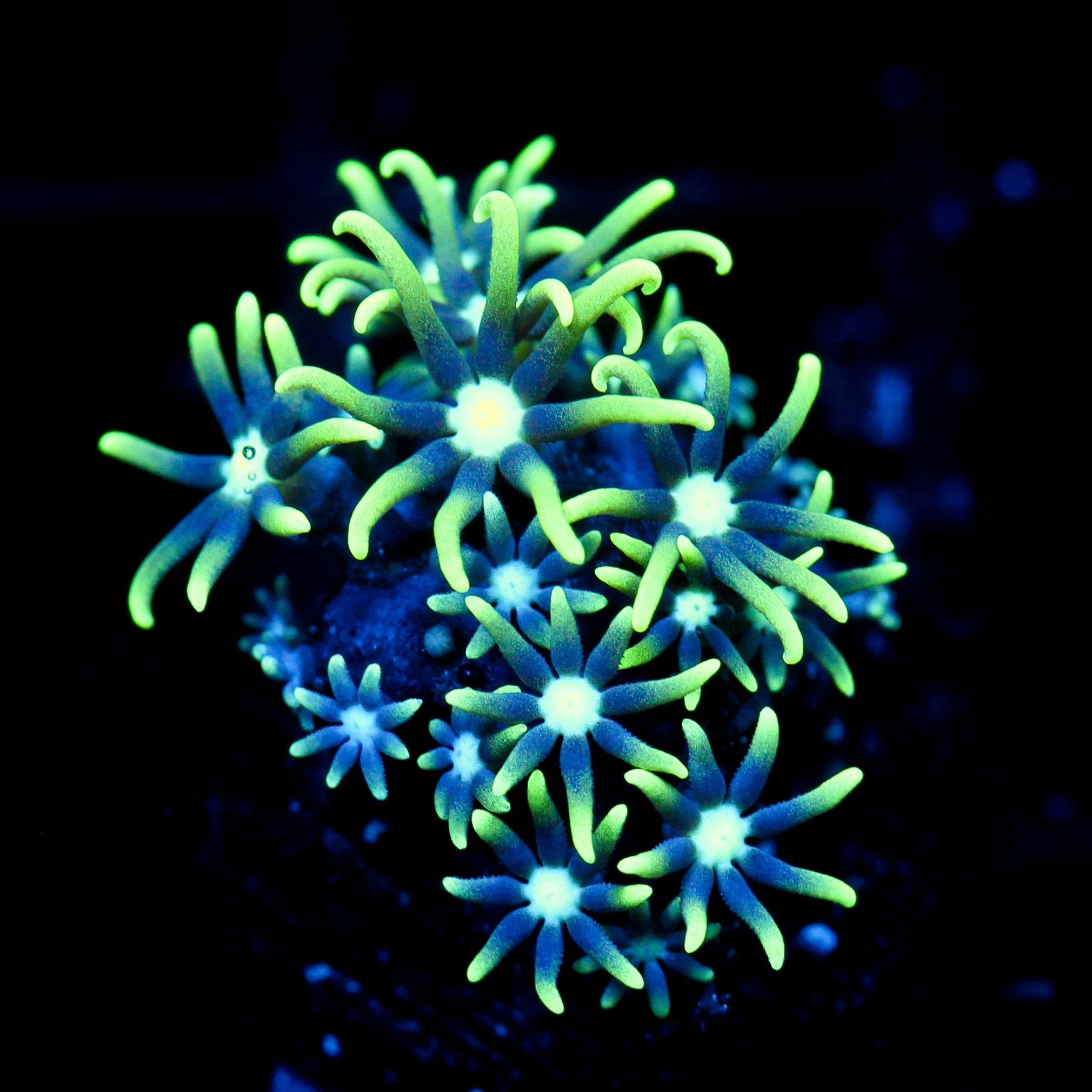 JC Star Polyp