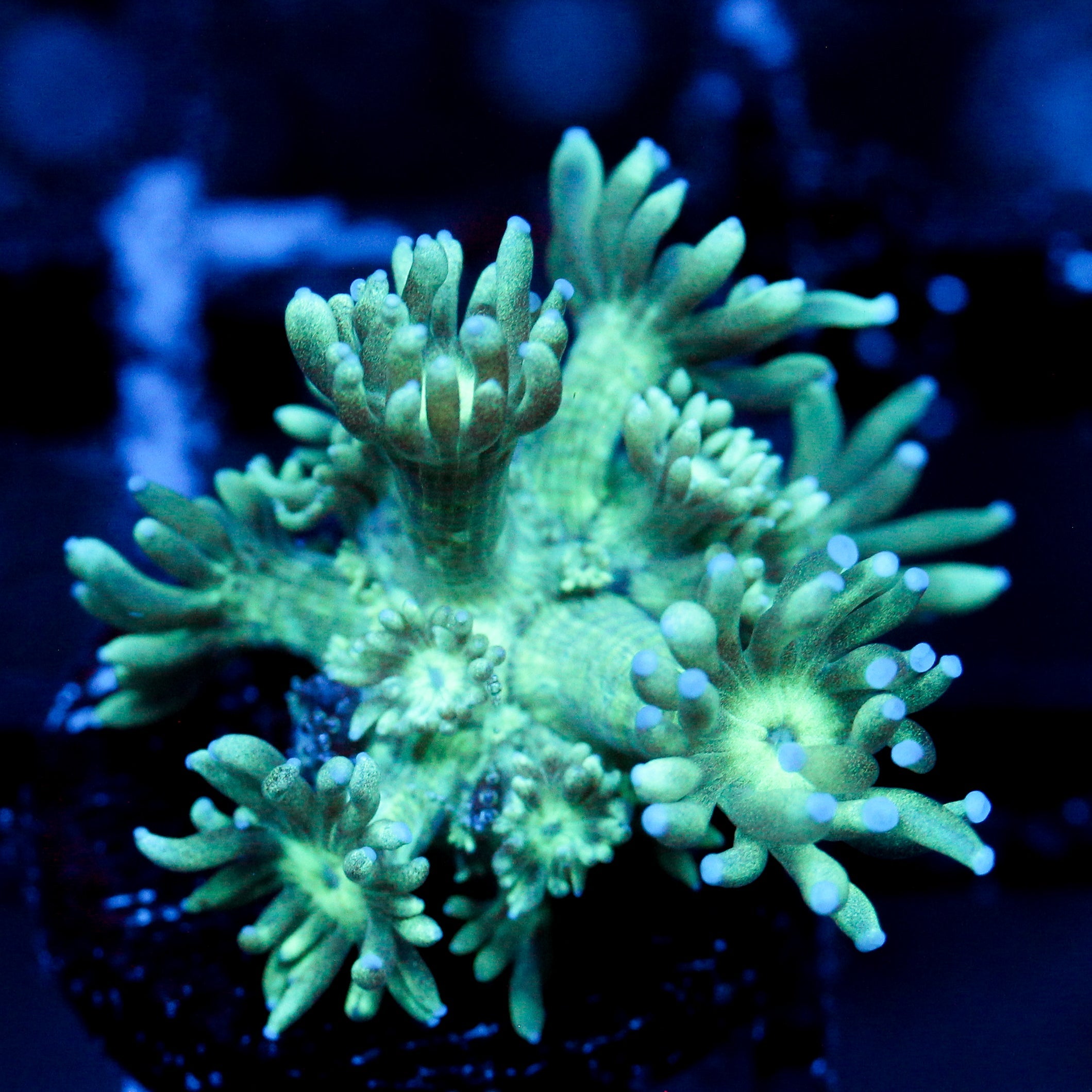 JC Mint Pasture Goni