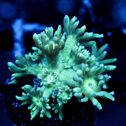 JC Mint Pasture Goni