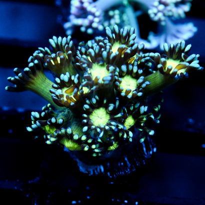 JC Cobalt Greed Goni