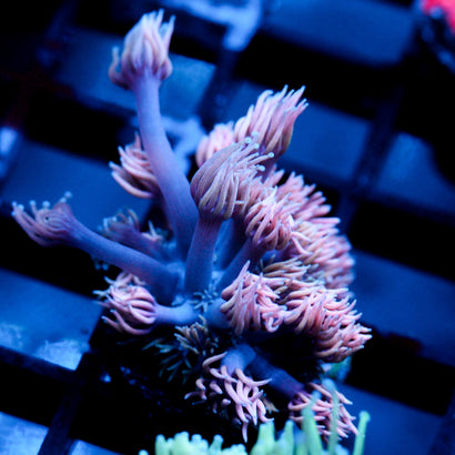 JC Witch Fingers Goni