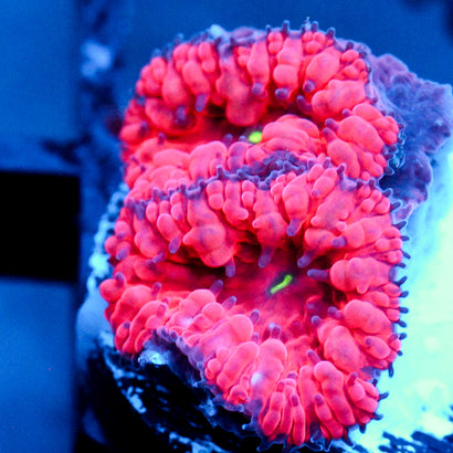 JC Hemoglobin Blasto