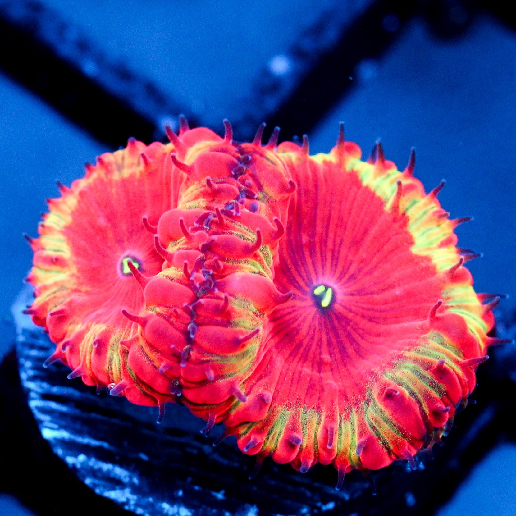JC Supernova Blasto
