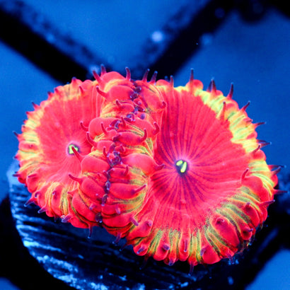JC Supernova Blasto